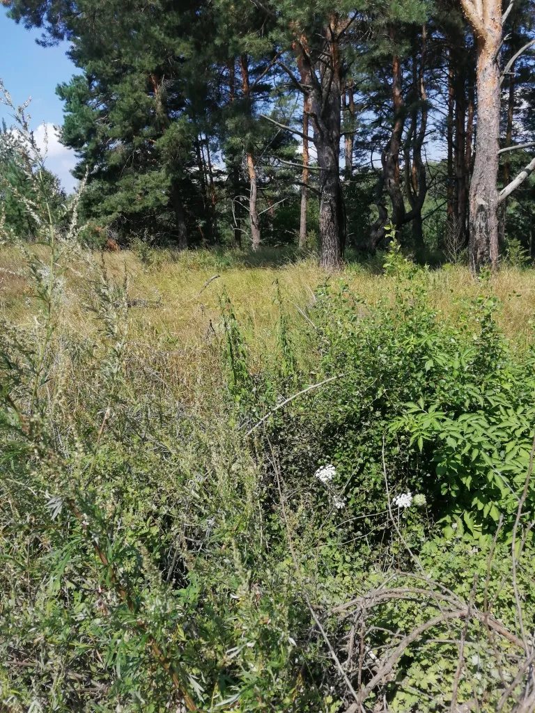 Land for sale for residential construction. Roslavychi. 