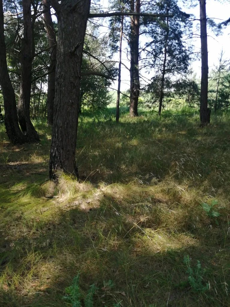 Land for sale for residential construction. Roslavychi. 