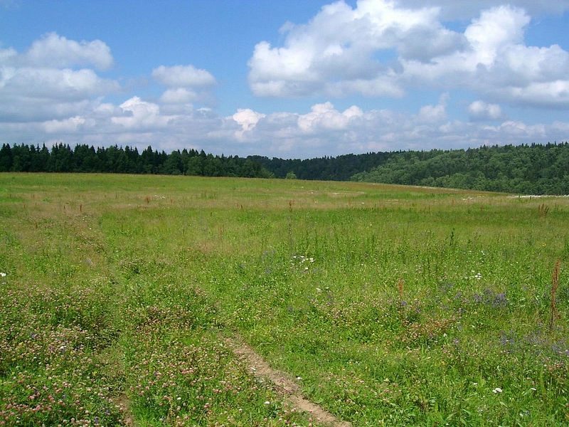 Agricultural land for sale. Myrcha, Kyiv Oblast. 