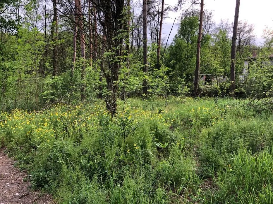 Land for sale for residential construction. Berezenshchyna. 