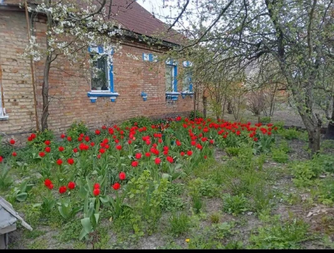 Продається будинок в селі Любимівка 