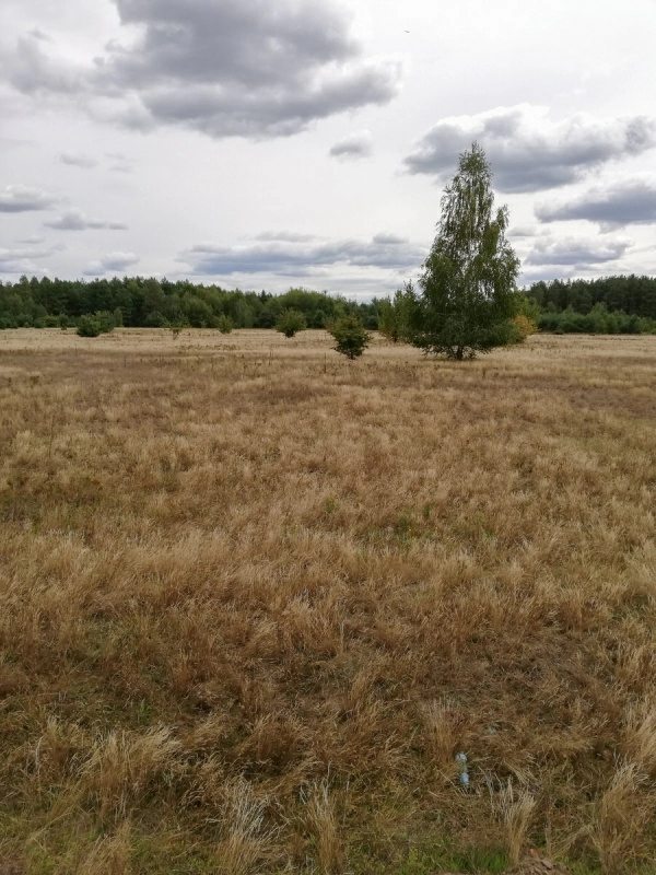 Agricultural land for sale. Pylypovychy, Makarov. 