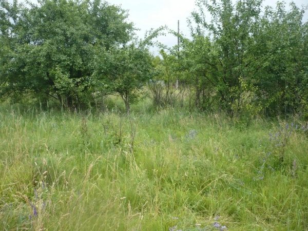 Agricultural land for sale for private use. Fastiv. 