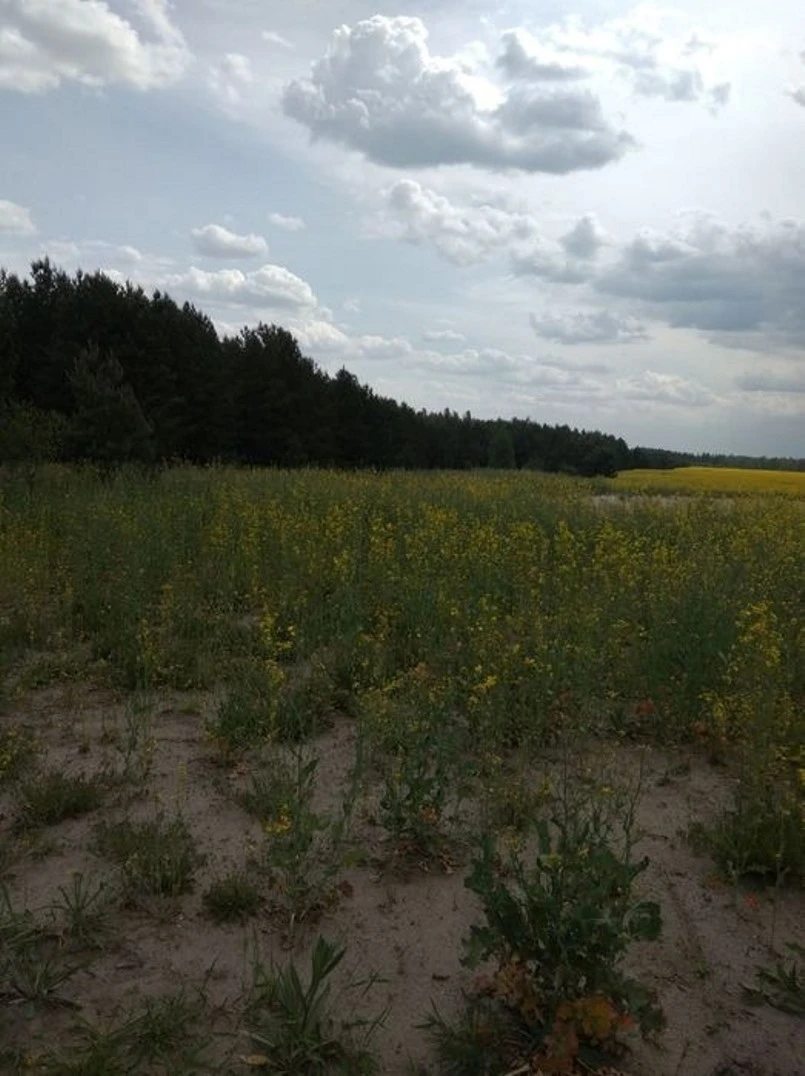 Land for sale for commercial use. Sosnivka. 