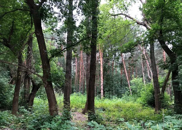 Ділянка в лісі, з видом на сосновий ліс усі комунікації поряд