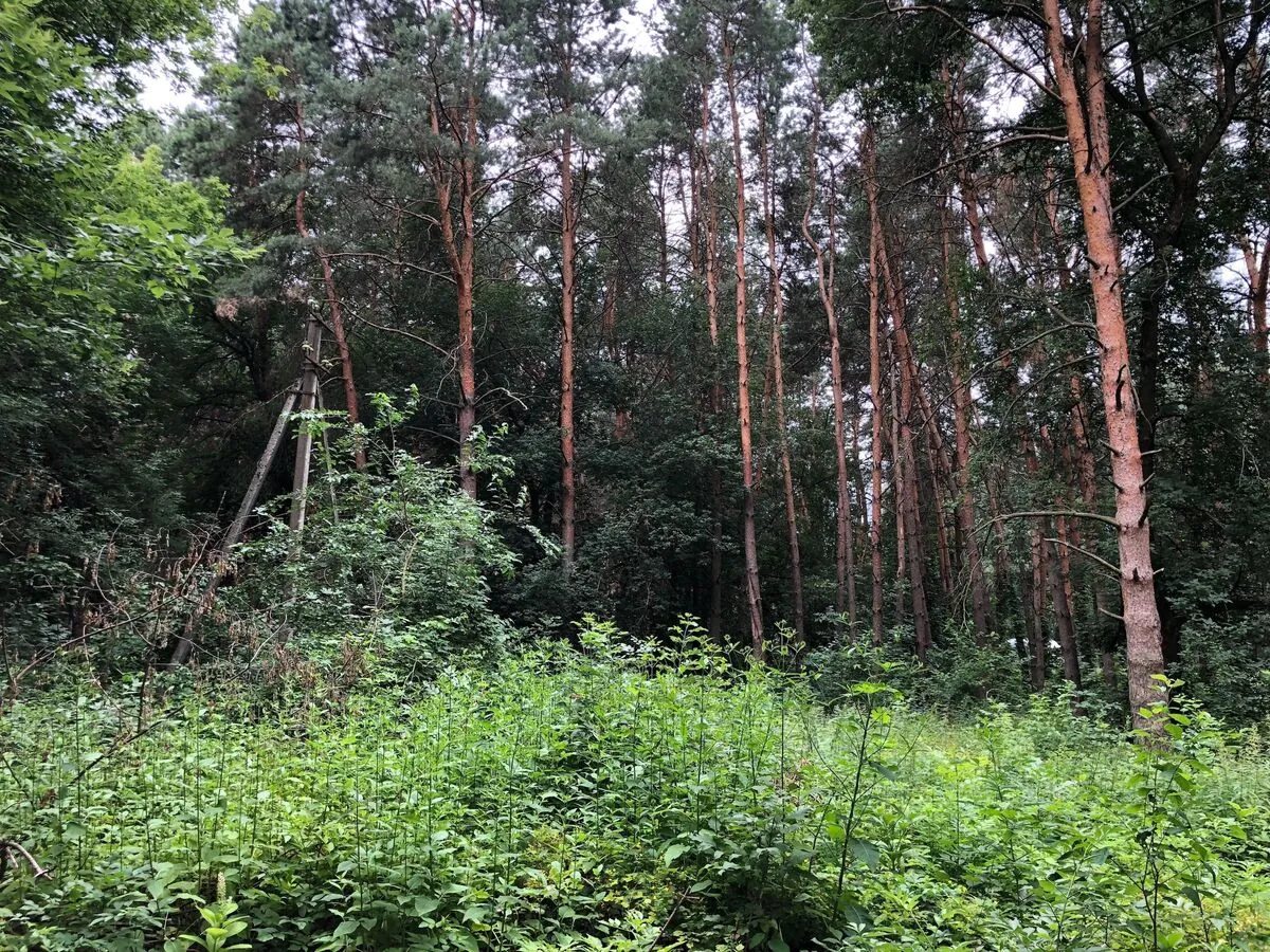 Ділянка в лісі, з видом на сосновий ліс усі комунікації поряд
