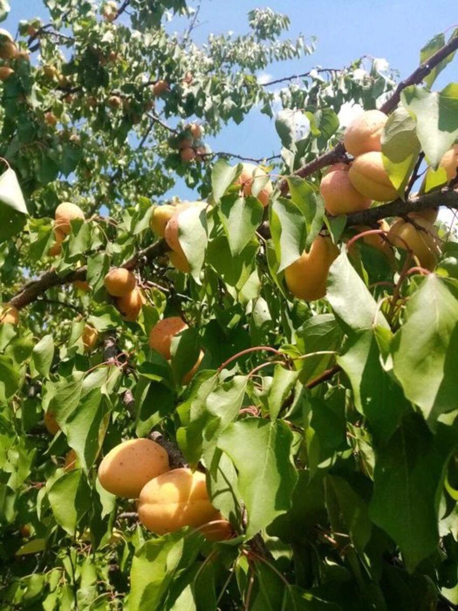 АН Купи Дім , Кропивницький