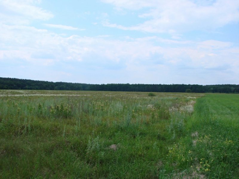 Agricultural land for sale. Sytnyaky, Makarov. 