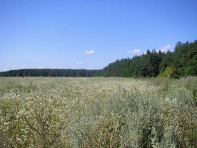 Land for sale for residential construction. Berezovka. 