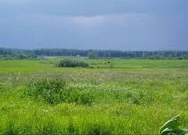 Land for sale for residential construction. Polevaya, Rohoziv. 
